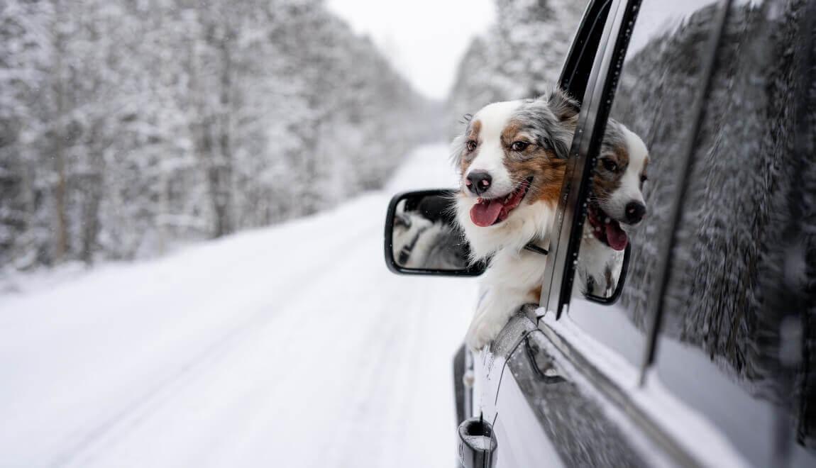 Car with a dog driving down a snowy road