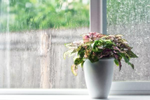 Polka Dot Plant in a white vase sitting on a window ledge.