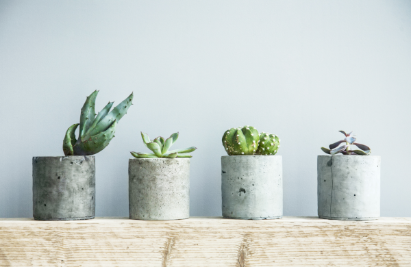 Several succulents sit along a shelf.