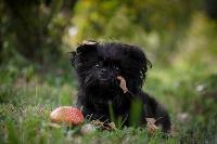 An affenpincher sitting in the grass.