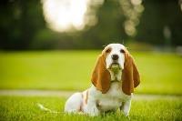 A basset hound sitting outside