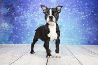 A Boston Terrier poses against a blue background.