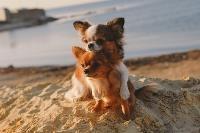 Two Chihuahuas sitting on the sand at the beach.