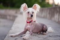 A Chinese Crested dog wearing a red collar. 