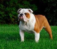 An English bulldog standing in the grass.