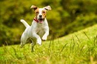 A Jack Russell terrier running across a field.