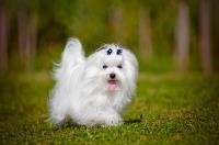 A Maltese puppy playing outside