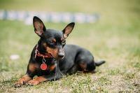 A Min Pin sits on the grass.