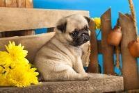 A pug puppy sitting on a bench next to a yellow flower.