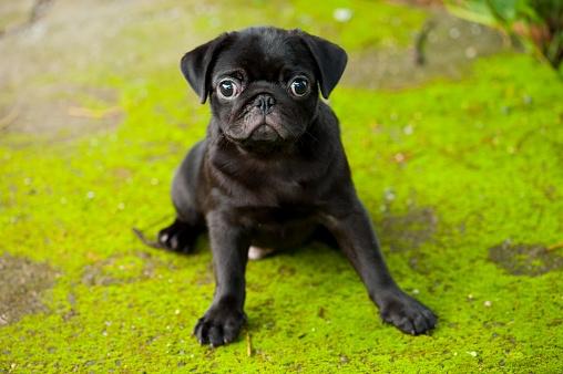 A black pug sitting on green grass.