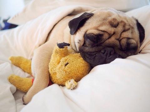 A pug naps with his favorite teddy bear.