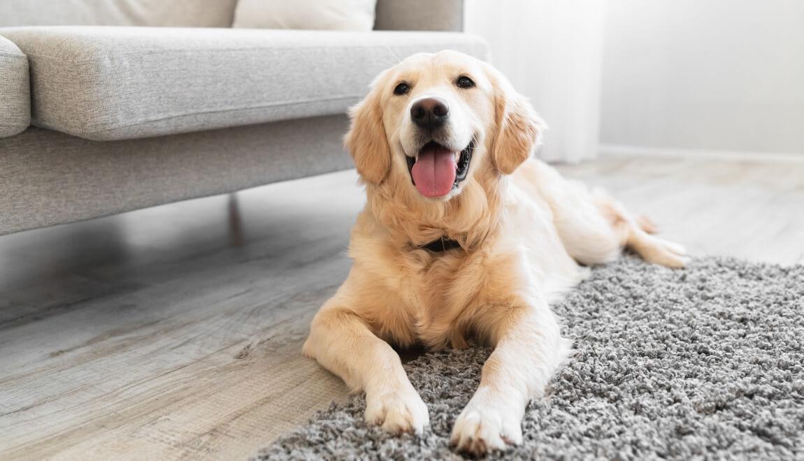 A golden retriever being a very good boy