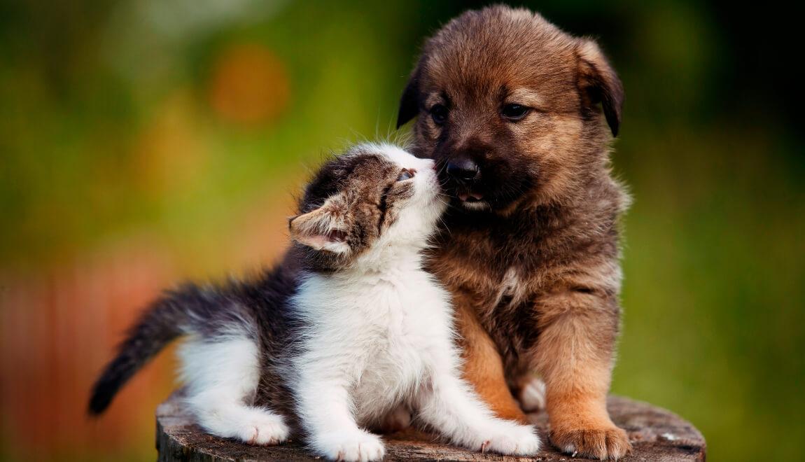 A kitten and puppy