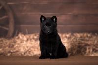 A schipperke puppy against a wood background.