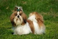 A Shi Tzu wearing a bow stands in the grass.