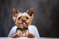 A Yorkie sitting in a chair