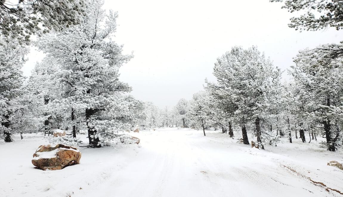 Denver road and trees covered in snow.