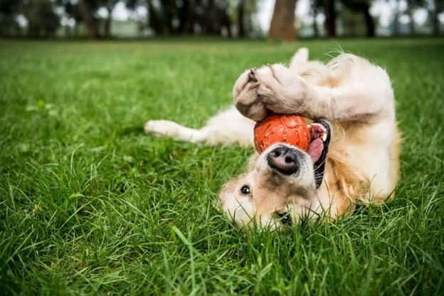 A dog playing with a toy on the grass outdoors.