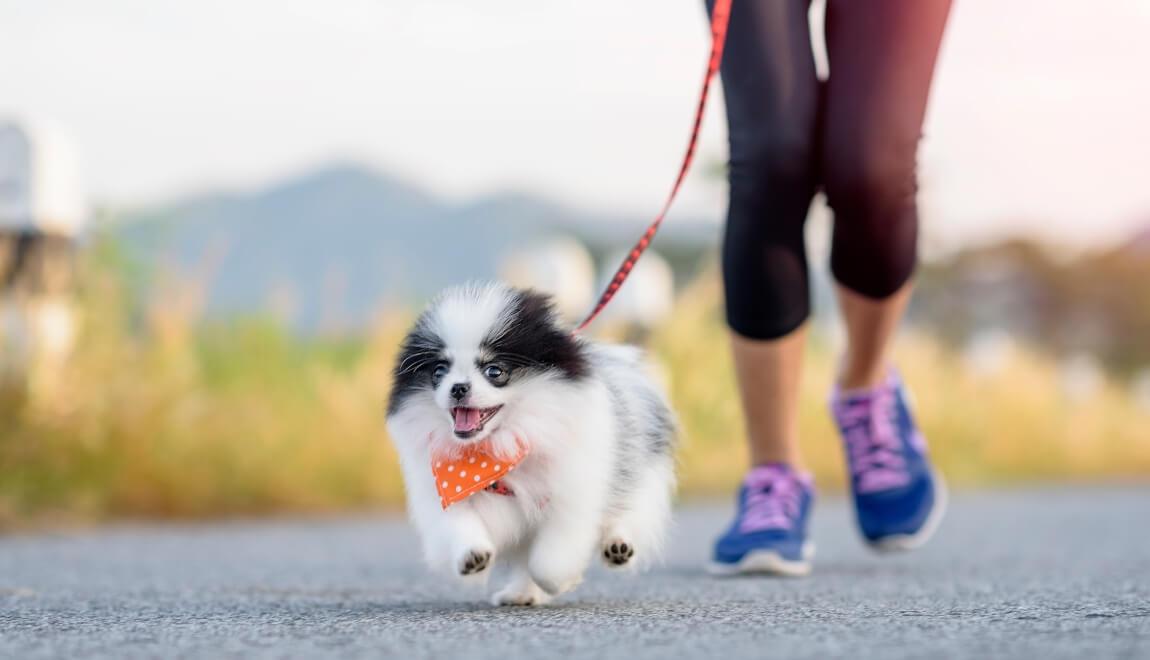 A small dog jogs alongside its owner on a sidewalk.