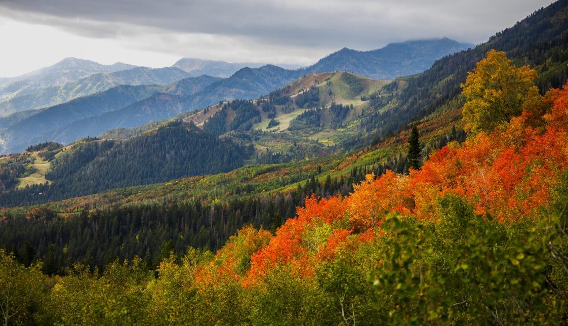 Fall colors in Salt Lake City, Utah.