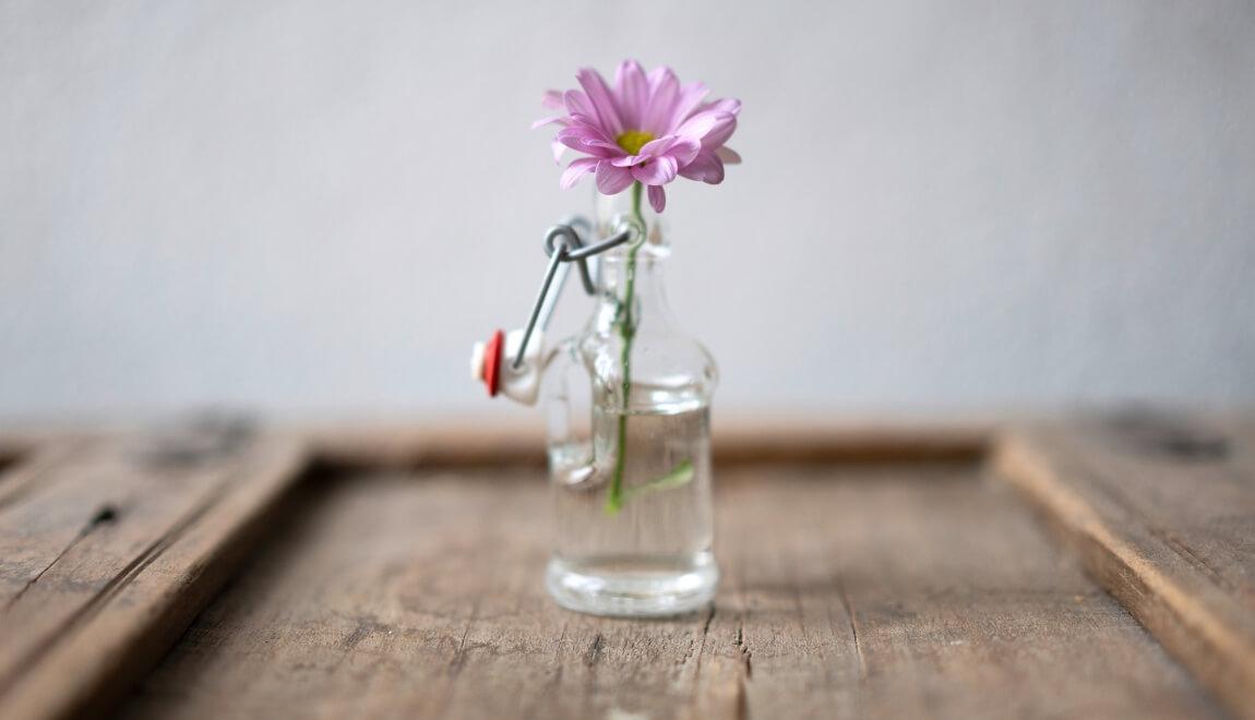 An image of a flower in a vase. 