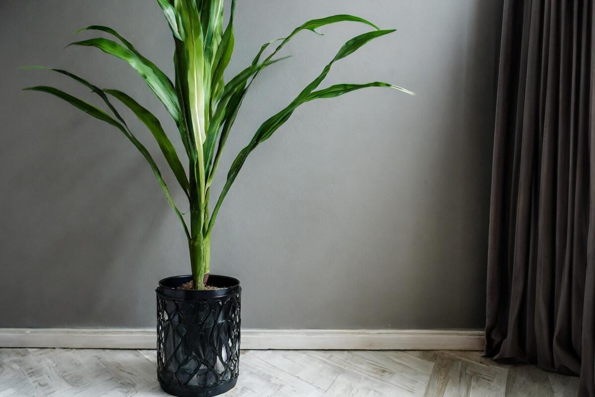 A cast iron plant sits on the floor next to window framed with curtains.