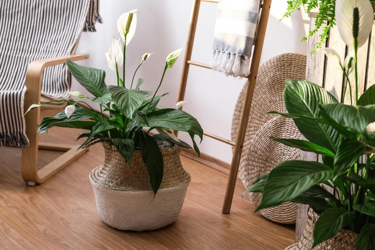 Peace lily plants sit on the floor of an apartment out of direct sunlight.