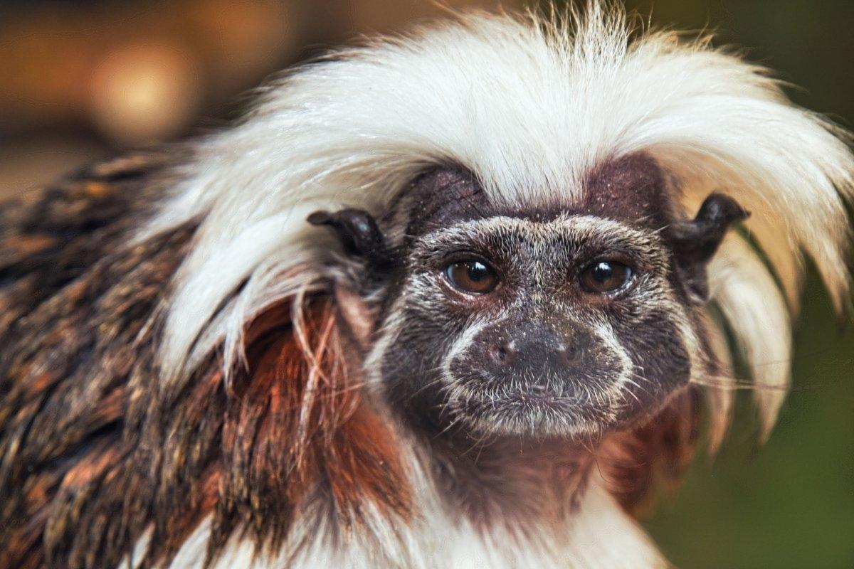 A close-up picture of a monkey with long white hair