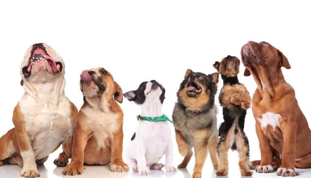 A group of cute dogs looking up