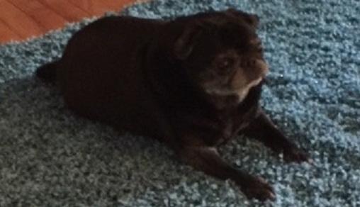 A small pug laying on the living room rug