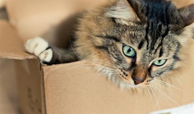 How to Acclimate Your Pet to Your New Apartment