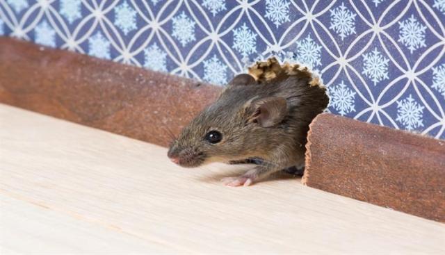 How to get rid deals of mice in apartment