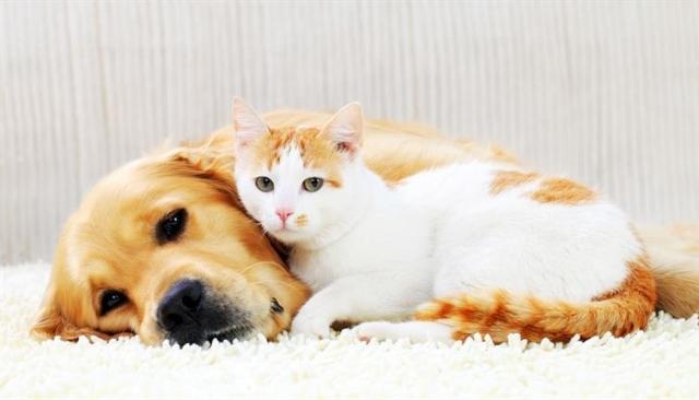 Pet Liability Insurance for Renters