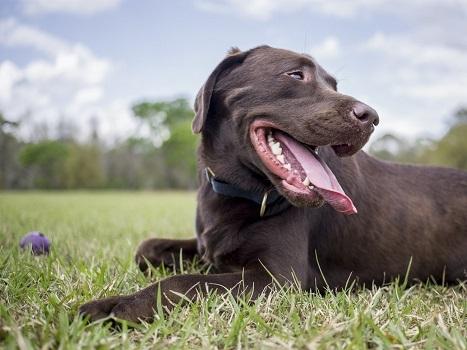 A dog sitting in the grass