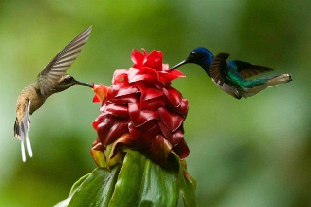 How to Attract Butterflies and Hummingbirds to Your Apartment Balcony or Patio