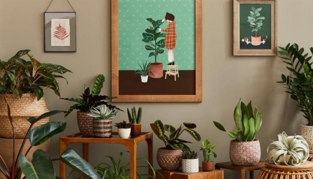 10 Reasons Why You Need Some Indoor Plants