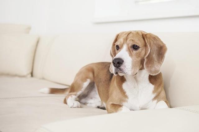 Dog on the couch