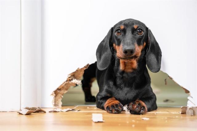 A dachshund sitting in a giant hole in the wall. 