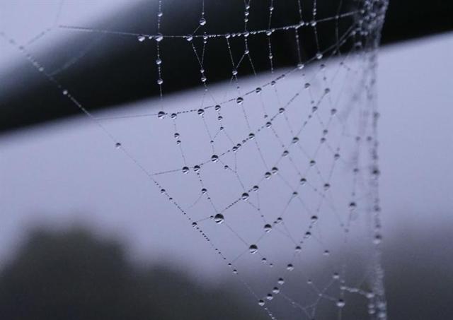 Sneaky Ways Spiders are Entering Your Home and How to Stop It