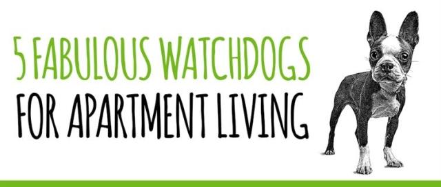 5 Fabulous Watchdogs for Apartment Living