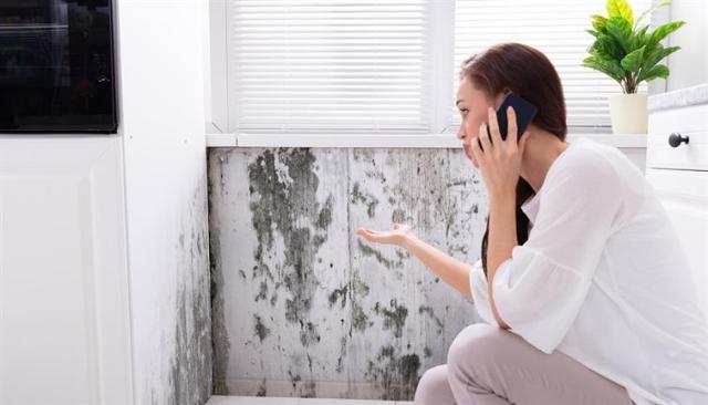 What to Do If You Find Mold in Your Apartment