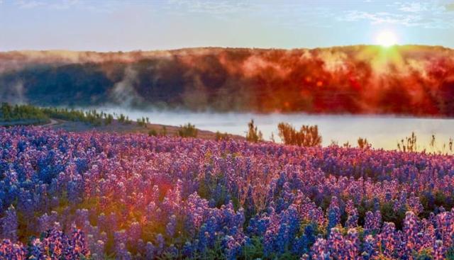 Texas Bluebonnets near Spicewood, Texas