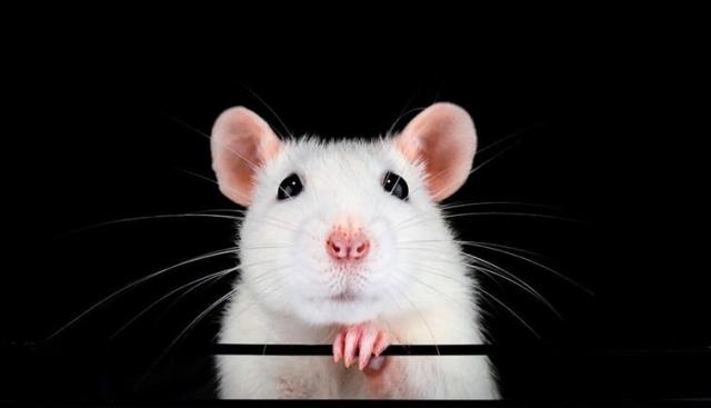 How to Get Rid of Mice in Apartments