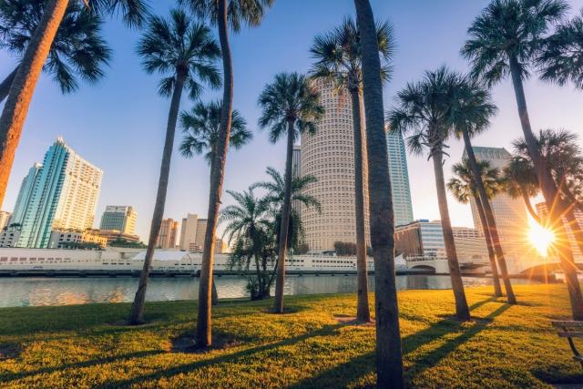 The setting sun peeks through palm trees in Tampa, Florida.