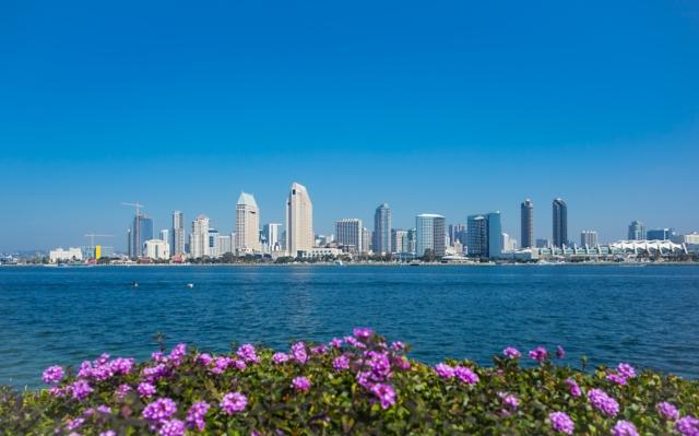 A distant shore view of the San Diego skyline with purple flowers in the foreground