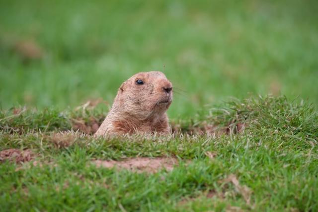 groundhog day time loop