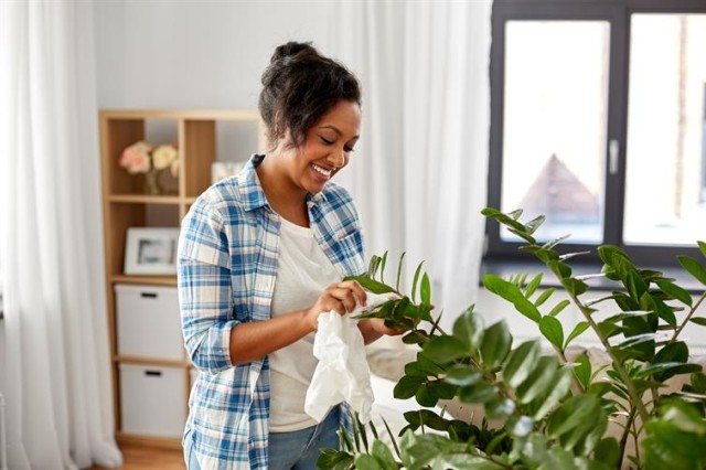 Woman wipes dust off the leaves of a plant.