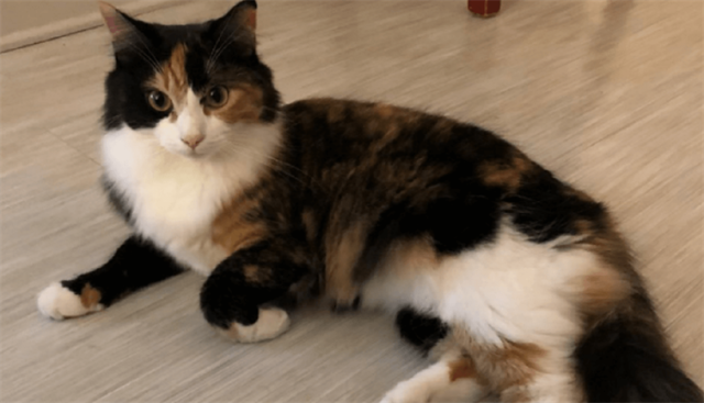 Calico Cat