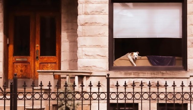 Looking into an apartment from the outside. A dog lazes on the couch