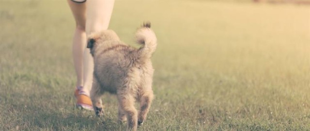 A small dog follows owner in park.